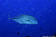 Caranx melampygus carangue a queue bleue-Maldives Kudarah Thila-5m-20240425-DA-DSC_7013_tn